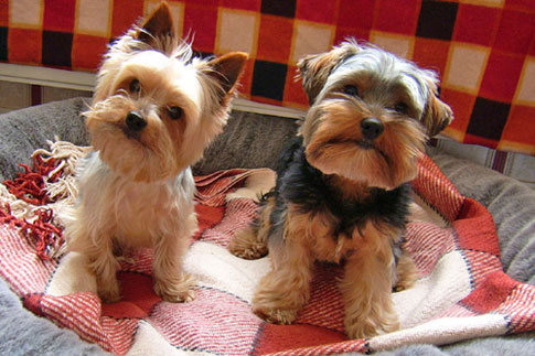 http://cutepuppiespictures.files.wordpress.com/2009/03/cute-face-puppies.jpg