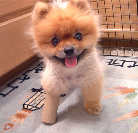 cute images of puppies. gt;gt;More Relate cute puppies